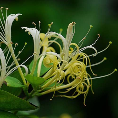 Honeysuckle Flower Extract Pure Natural Cosmetic Grade Herabl Extract Liquid